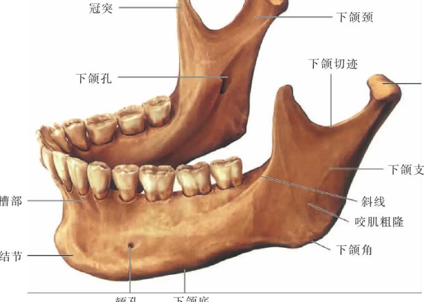 下颌角