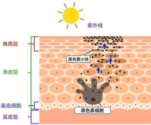 按摩治疗黄褐斑