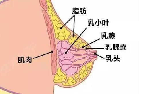 自体隆胸手术失败修补手术的常见问题